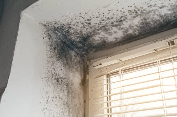 Affordable Mold Remediation solutions in Willowbrook, IL